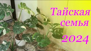 монстера Тайское созвездие 2024