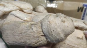 Посылки из прошлого, Выпуск 62