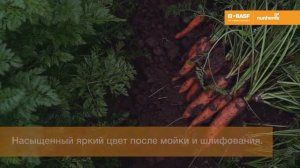 Морковь Элеганс F1- высокоурожайный гибрид с высокой энергией прорастания и всхожестью.