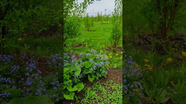 Парк Ривьера, Белгород. Riviera Park, Belgorod. #белгород  #цветы  #парк #belgorod  #flowers