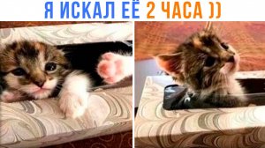 Я ИСКАЛ ЕЁ 2 ЧАСА ))) | Приколы с котами | Мемозг 1497