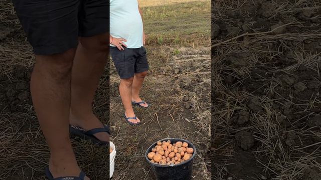 Откуда второе ведро? смотреть онлайн