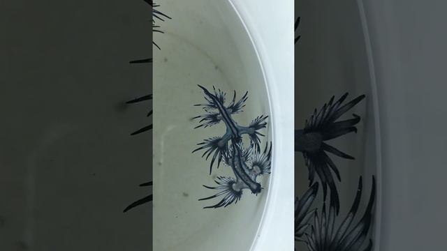 Glaucus atlanticus