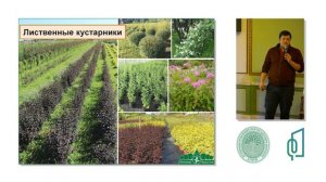 Доклад «Посадочный материал для Санкт Петербурга из Питомника Вашутино. Выращено в Тверской области»