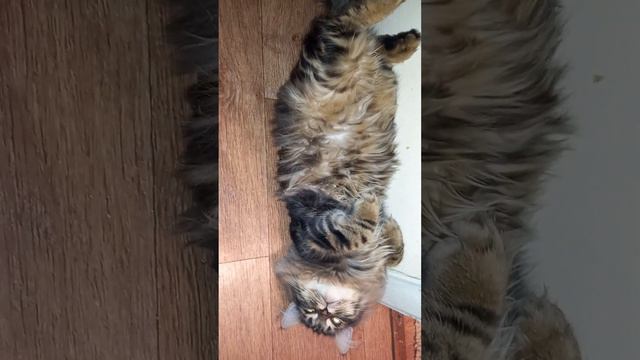 Спунька - меховой плинтус