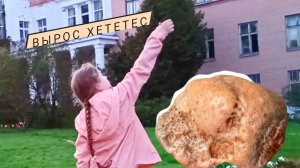 Окварцованная губка. Окаменелости и самоцветы Москвы