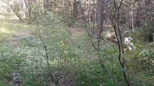 цирк и кони