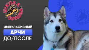 Взрывной аляскинский маламут. Как обезвредить?