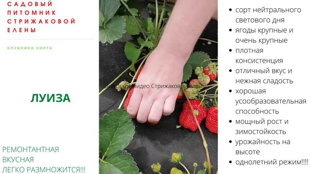 КЛУБНИЧНОЕ ЛЕТО И ОСЕНЬ - РЕМОНТАНТНАЯ ЛУИЗА смотреть онлайн