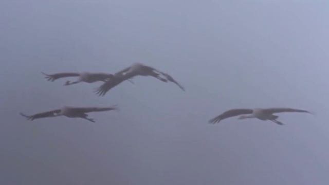 Пропавшие без вести