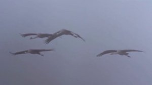 Пропавшие без вести
