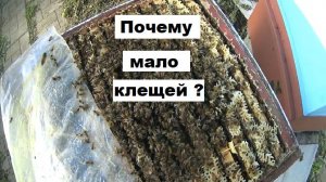 Потрясные результаты по клещу Варроа