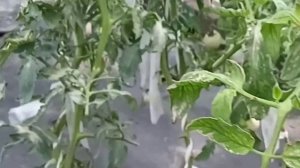 Не повторяйте мою ошибку - я в жаркую погоду забыла открыть парник