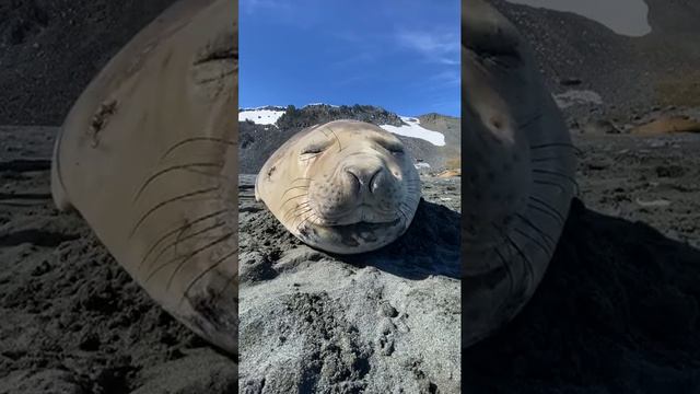 Тюлени чихают: Самые милые моменты из жизни морских обитателей!