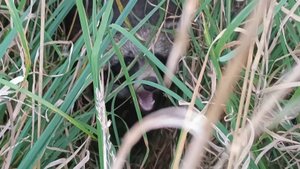 Все-таки он ее нашел... Тайский риджбек Тайсон.