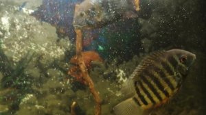 Акара бирюзовая