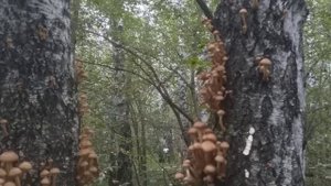 Край родной навек любимый