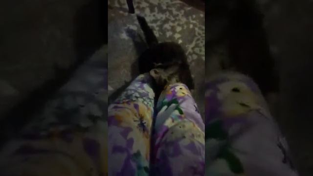 Атака Тиграна