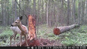 Немного видео с фотоловушки
