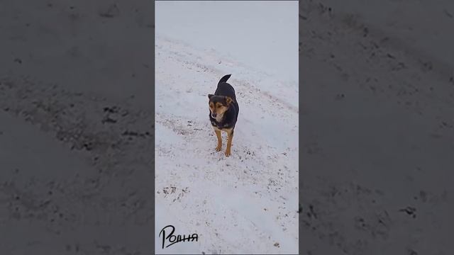 Пёс войны. Лисичанск. Февраль. смотреть онлайн