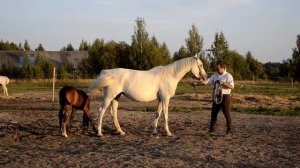 Терские лошади. Виртуальная выставка, основной класс, кобылы. Болонья, 2013 гр
