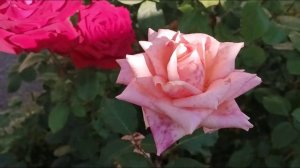 розы огромные красные после дождя так пахнут РОЗЫ