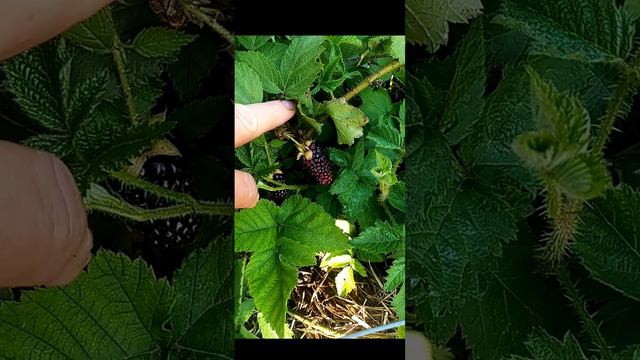 Ежевика Карака блэк, саженцы на продажу. Телефон для связи 89885191202.