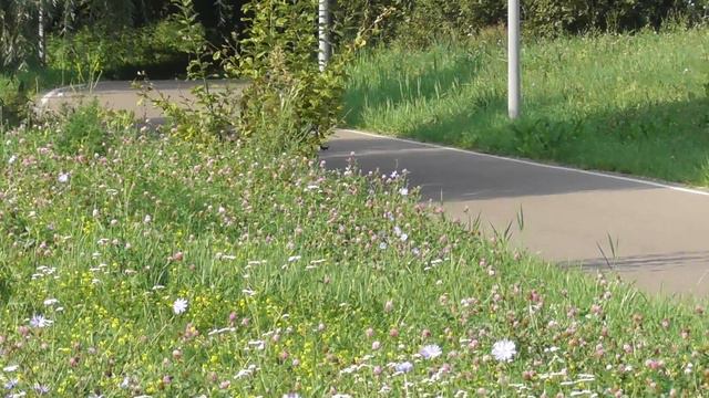 Самогонка, Марьино, коньковый марафон, 01.09.2024 смотреть онлайн