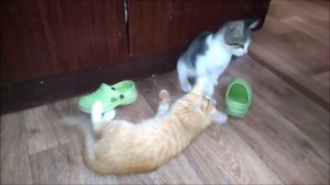 Котенок играет с тапком