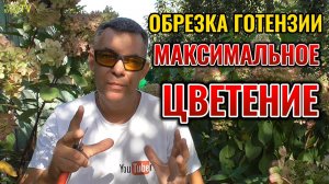 💥 Не делайте этих ошибок! Секреты обрезки метельчатой гортензии для потрясающего результата!