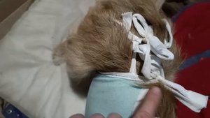 Доделали потолок. Все-таки выдернуть уголок. Стерилизовали Рыжую.