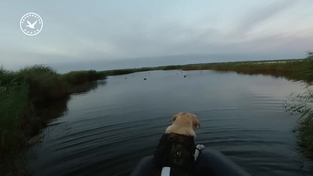 Открытие осенней охоты 2024 на утку