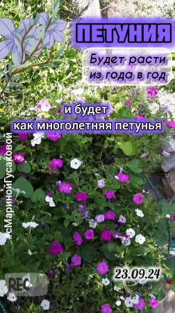 ПЕТУНИЯ всходит САМОСЕВОМ каждый год 💐 С рассадой можно не заморачиваться 🙂