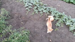 Котята играют и веселятся в огороде. Три кота