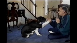 Смешная подборка приколов с животными