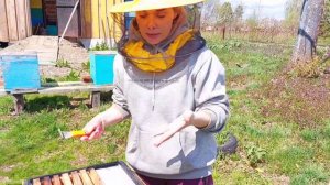 Откуда берется прополис