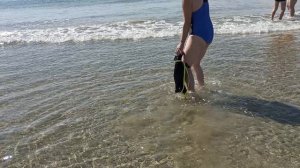 Цвергпинчер впервые видит море.