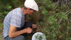 Установили новые окна. Собираем дары природы. Родители и семья Сергея уехали на отдых