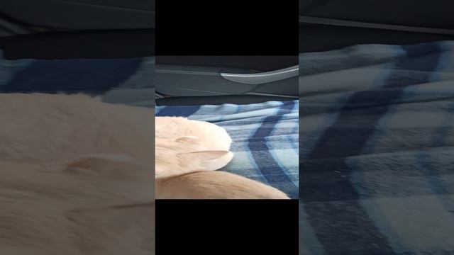 ПРИУЧАЕМ КОШЕК К АВТОМОБИЛЮ. СКОРО В ДОРОГУ