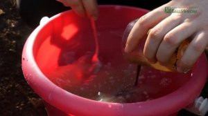 Кыш Вредитель - применение дегтярного пробиотического мыла