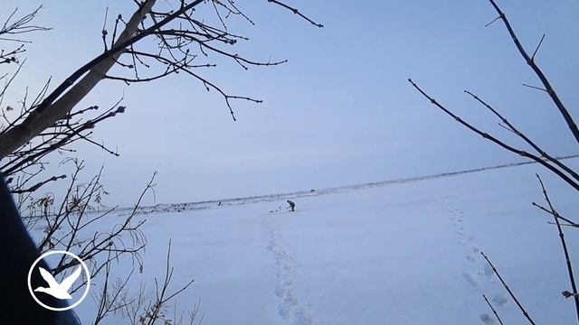 Лучшая охота на ворону зимой 2023