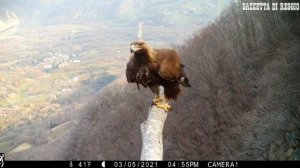 Un'aquila reale si affila il becco su un posatoio