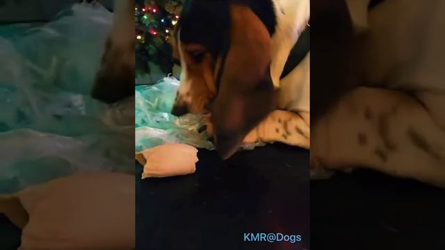 Лучший подарок на Новый год для собаки🎄😂 И пускай весь мир подождет🫧 ( видео про собак )