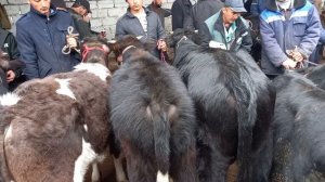 Гуножинча букача молбозори Худжанд @ELYORTV. 😱☝️🤳🙏🏻