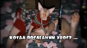 Когда последний хвост без соли доедаешь #смешнвекоты