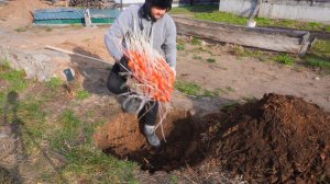 ПОСАДИЛ МЕШОК КАРТОШКИ В ОДНУ ЛУНКУ ОШЕЛОМИТЕЛЬНЫЙ РЕЗУЛЬТАТ Я ТАКОГО НЕ ОЖИДАЛ