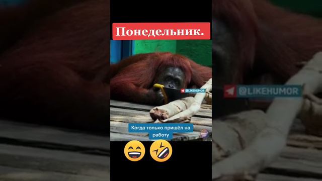 Понедельник.
С добрым утром!😄