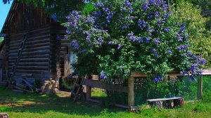 Мамин старенький дом. Поёт Валентина Дробышева.  Муз. - Николай Семенов, 
 ст. Валентина  Харько