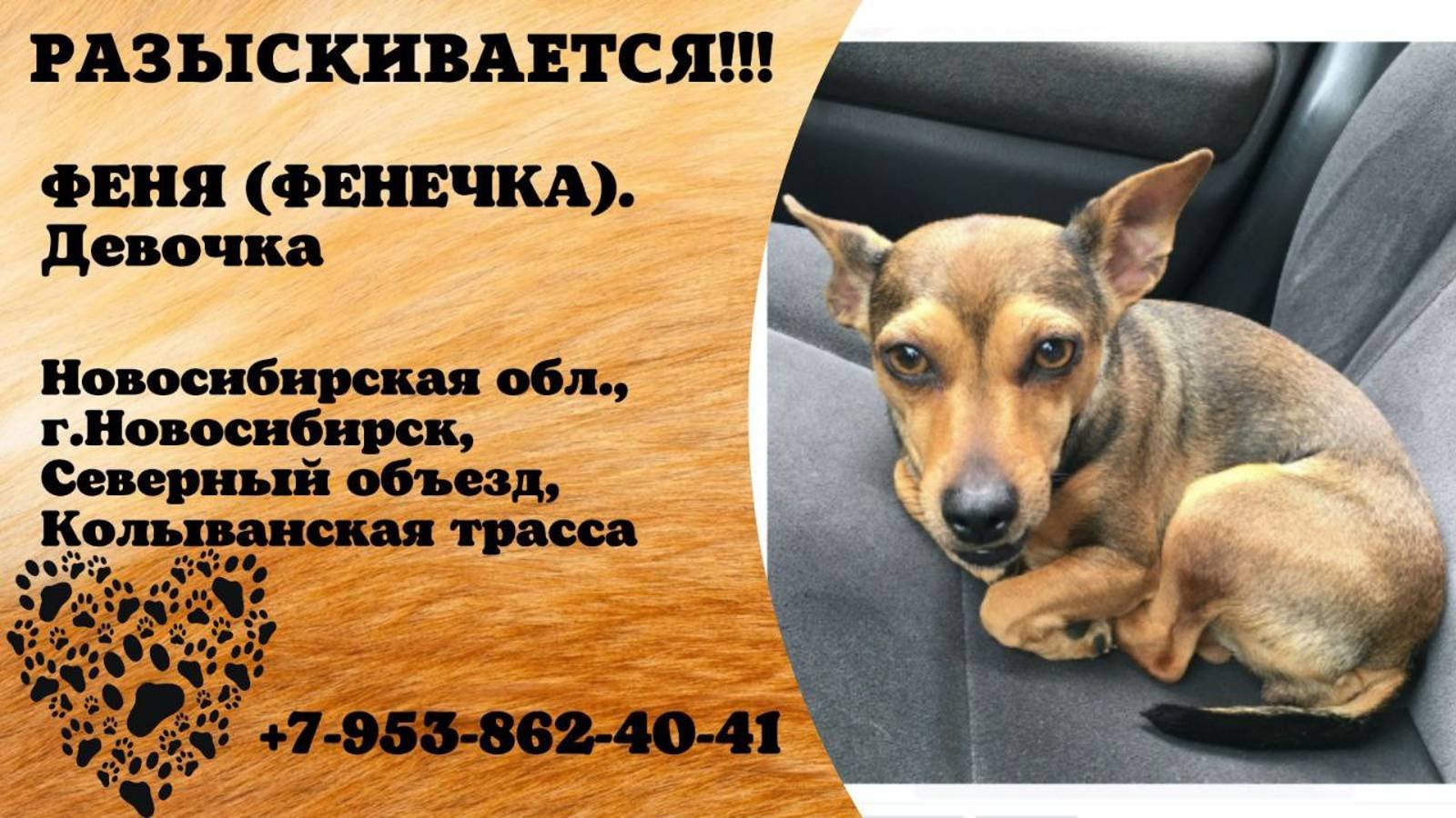 Пропала собака! ФЕНЯ (ФЕНЕЧКА). Девочка. Новосибирская область, г.Новосибирск.