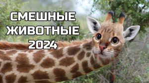 Смешные животные 2024 - попробуй не засмеяться! (№81) котики, котята